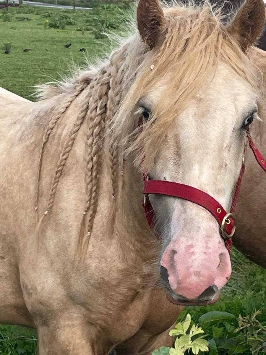 Palomino pony for sale - Image 4