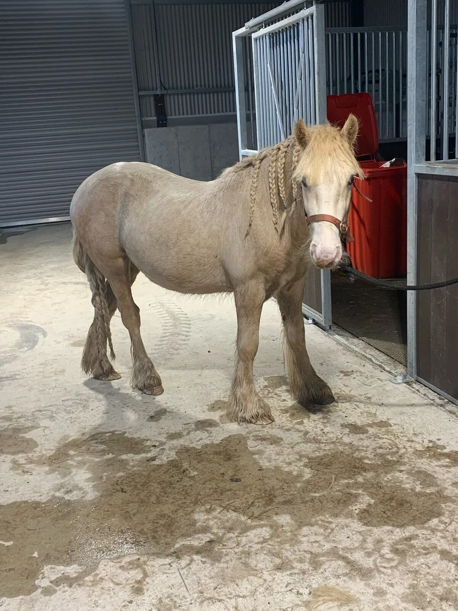Palomino pony for sale - Image 1