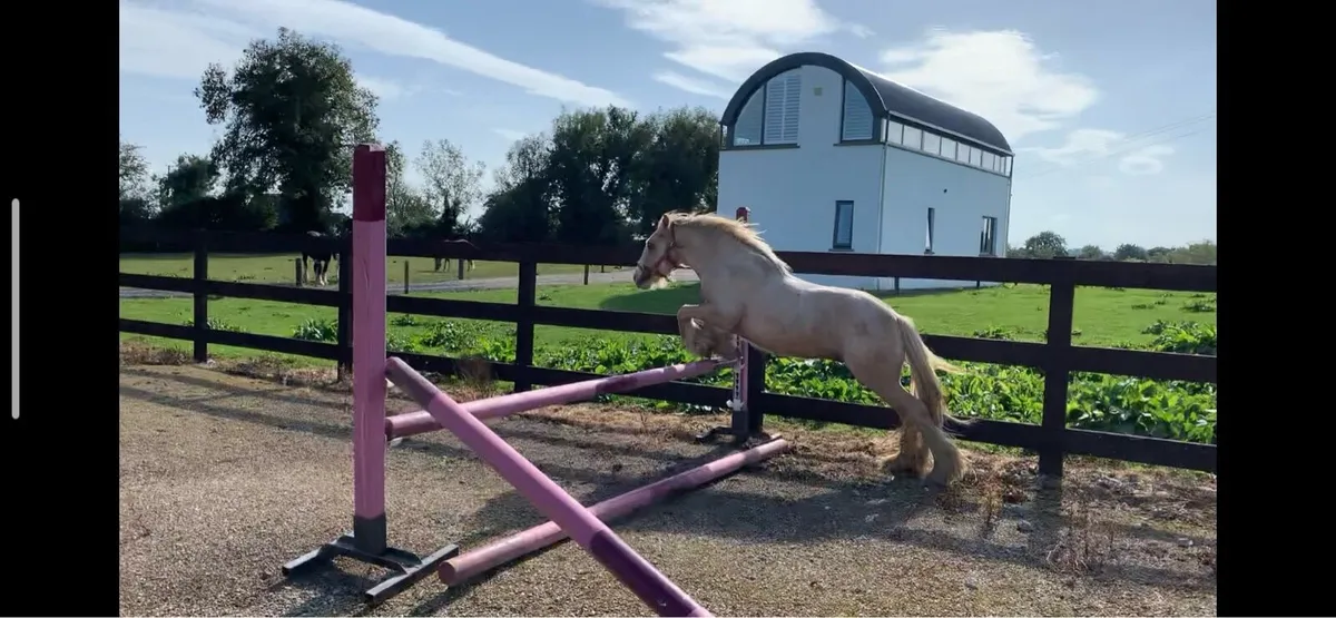 Palomino pony for sale - Image 2
