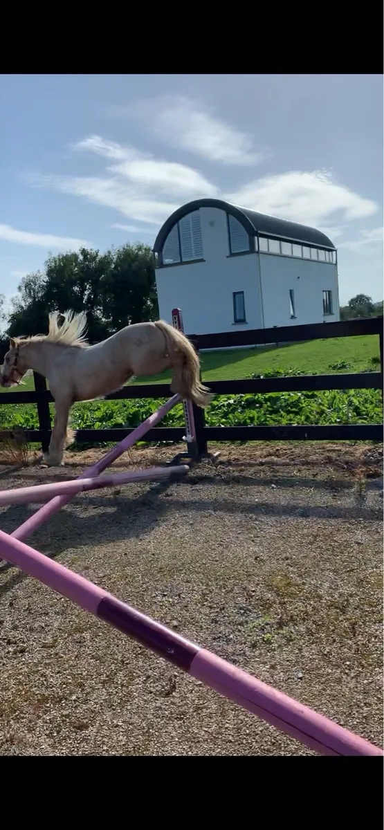 Palomino pony for sale - Image 3