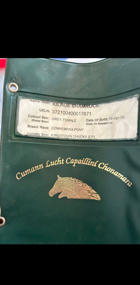 broodmare/companion - Image 3