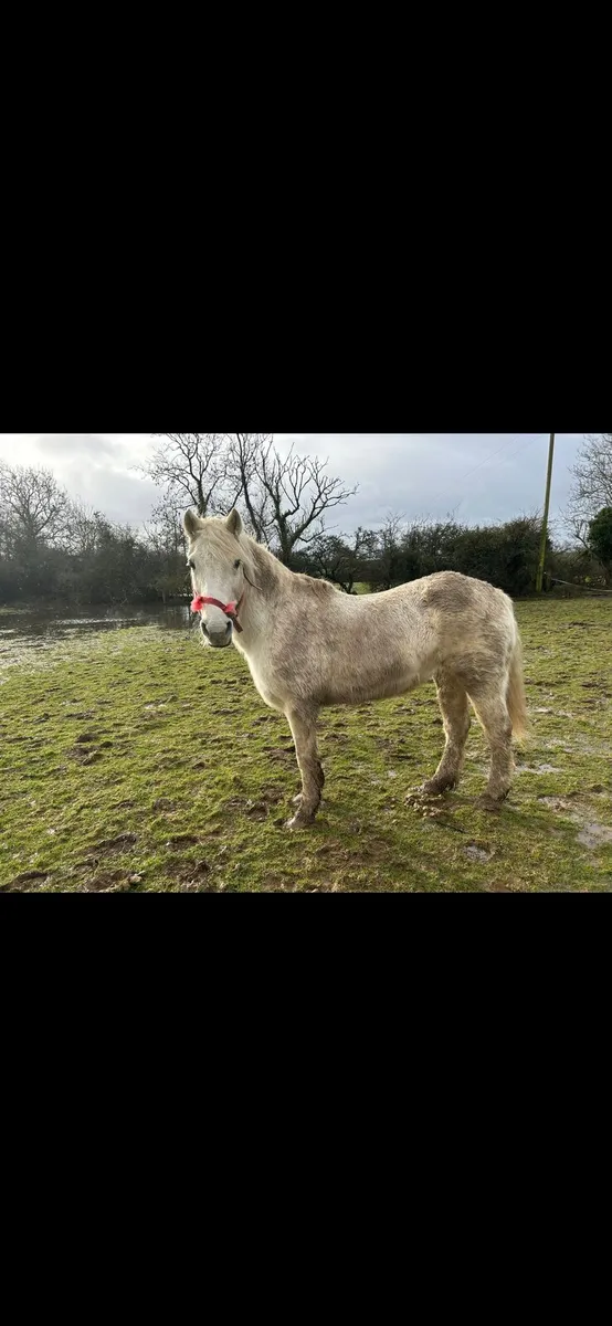 broodmare/companion - Image 1