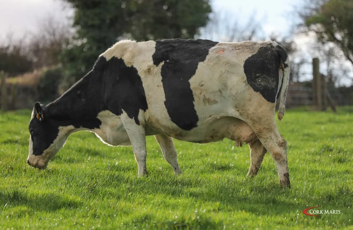 DAIRY CLEARANCE SALE BANDON MART 29TH JAN 26 - Image 2