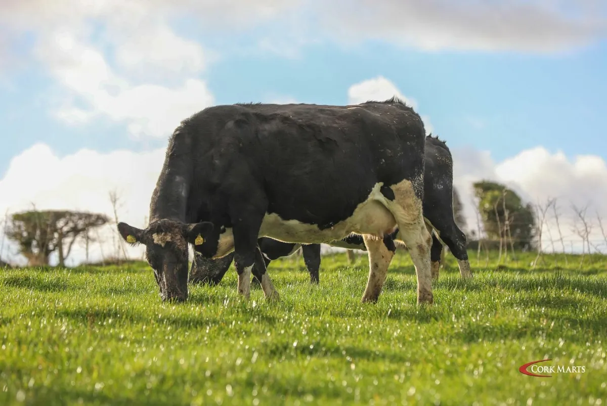DAIRY CLEARANCE SALE BANDON MART 29TH JAN 26 - Image 1