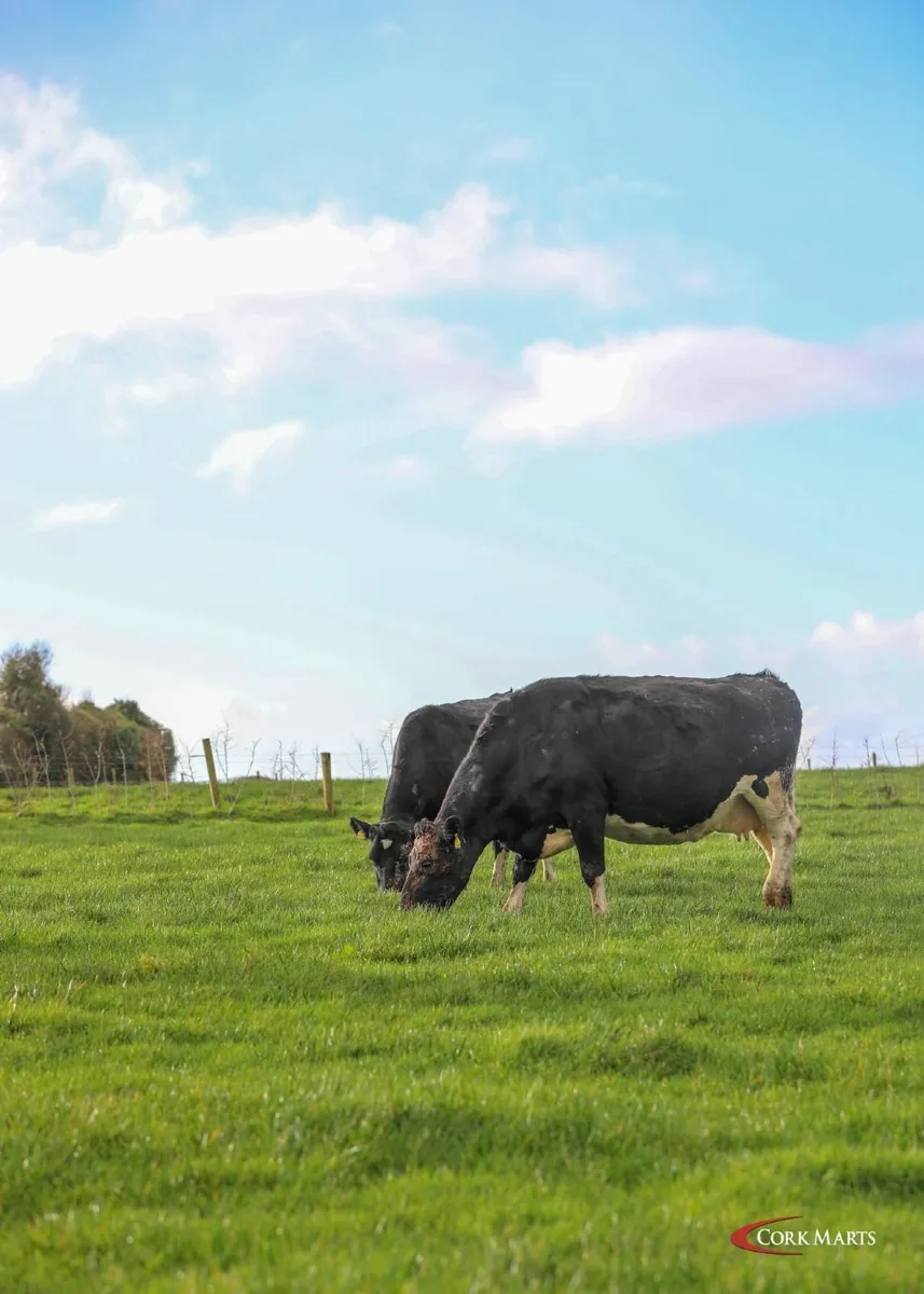 DAIRY CLEARANCE SALE BANDON MART 29TH JAN 26 - Image 3