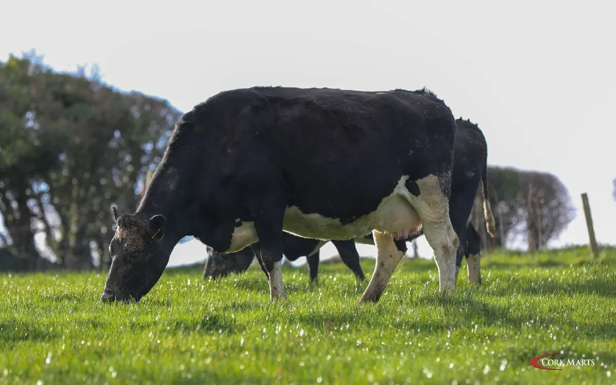 DAIRY CLEARANCE SALE BANDON MART 29TH JAN 26 - Image 4