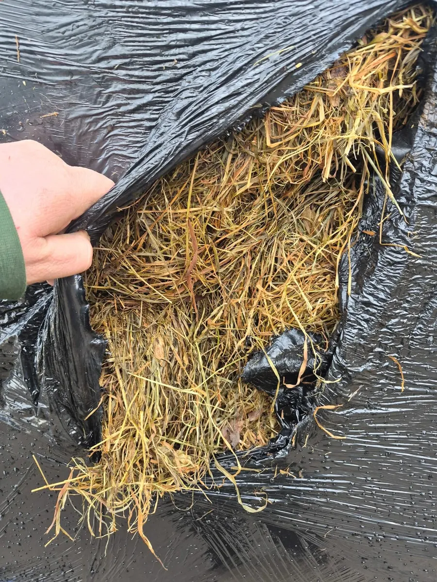 Silage bales for Sale - Image 1