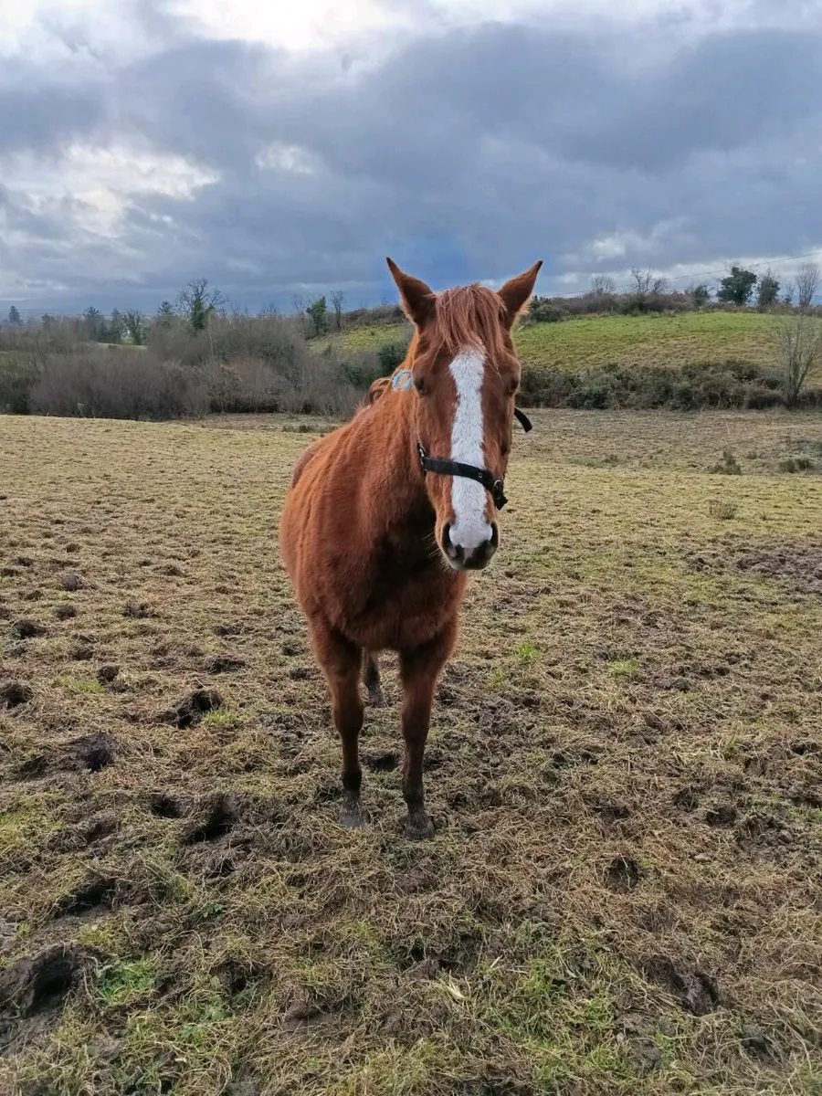 Brood mare - Image 1