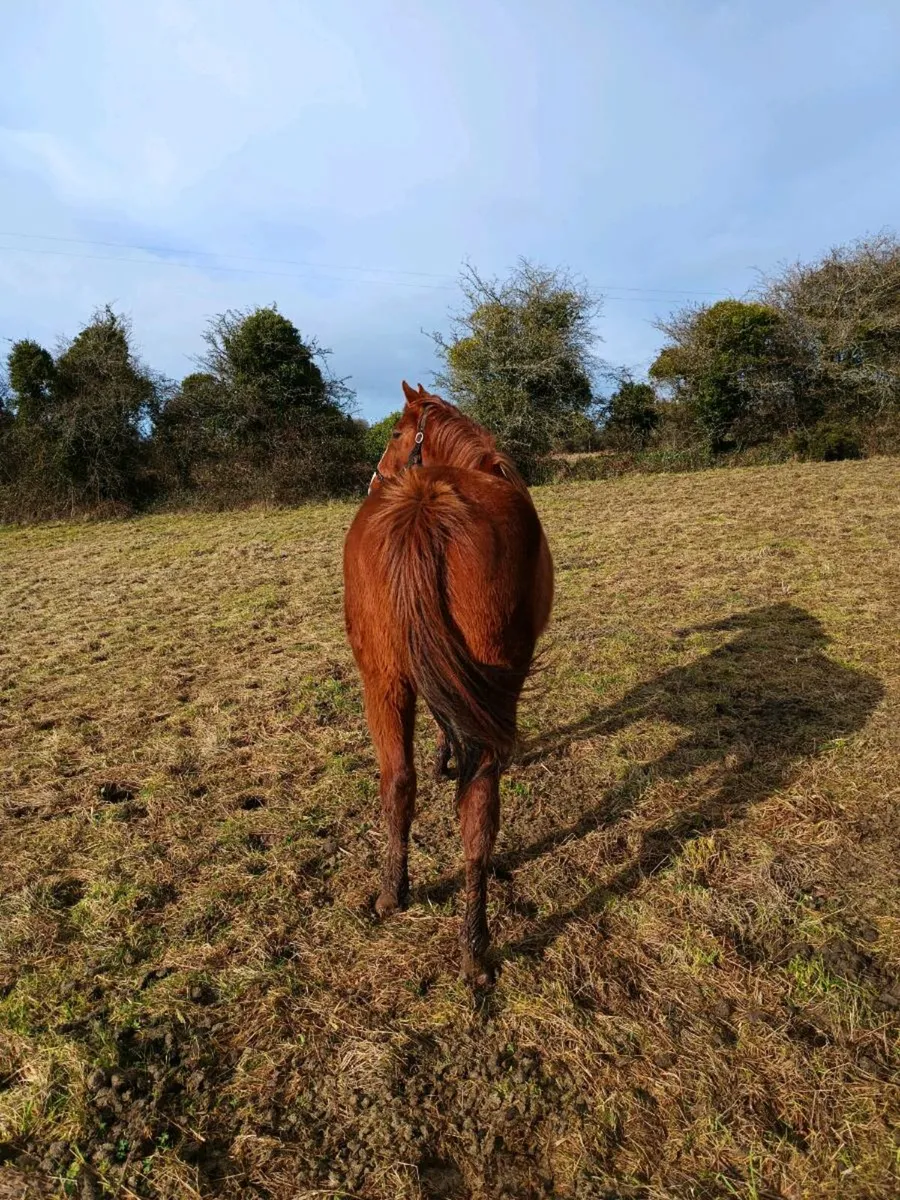 Brood mare - Image 3