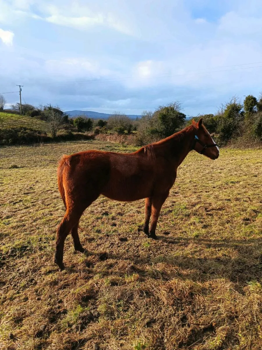 Brood mare - Image 4