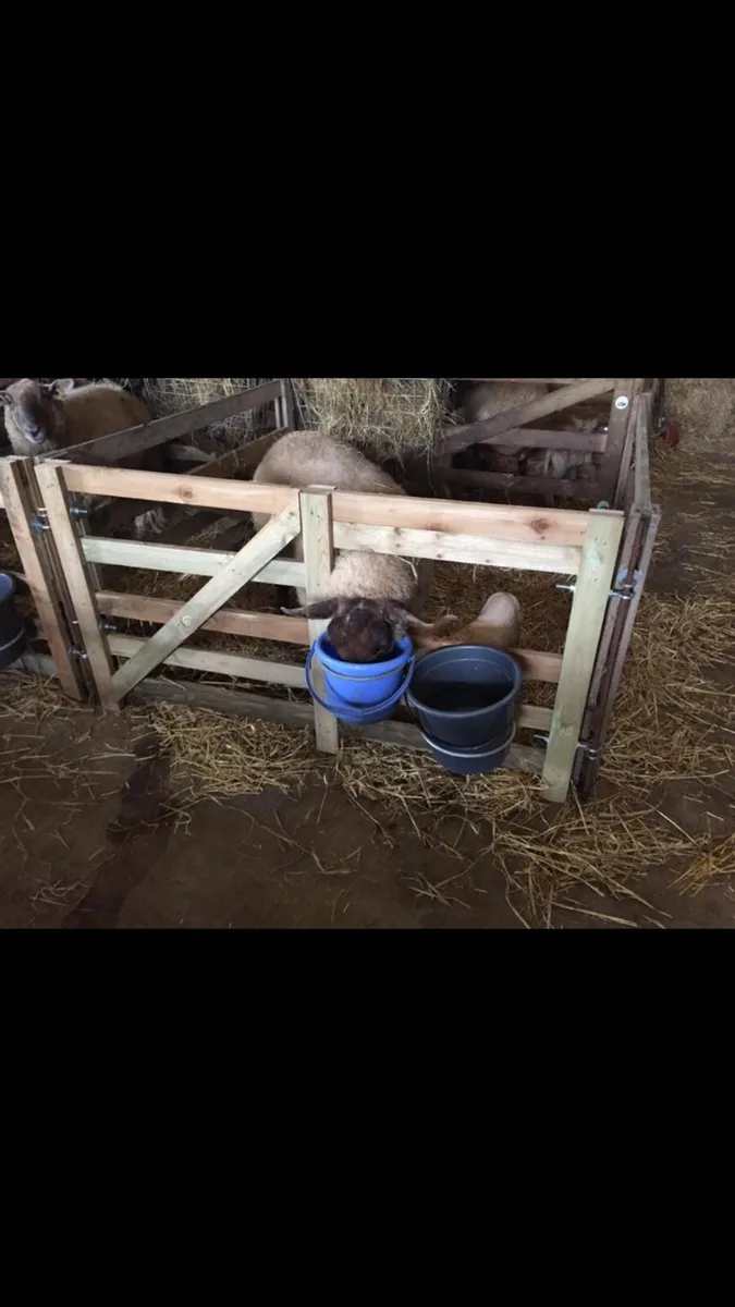 Sheep gates & troughs - Image 2