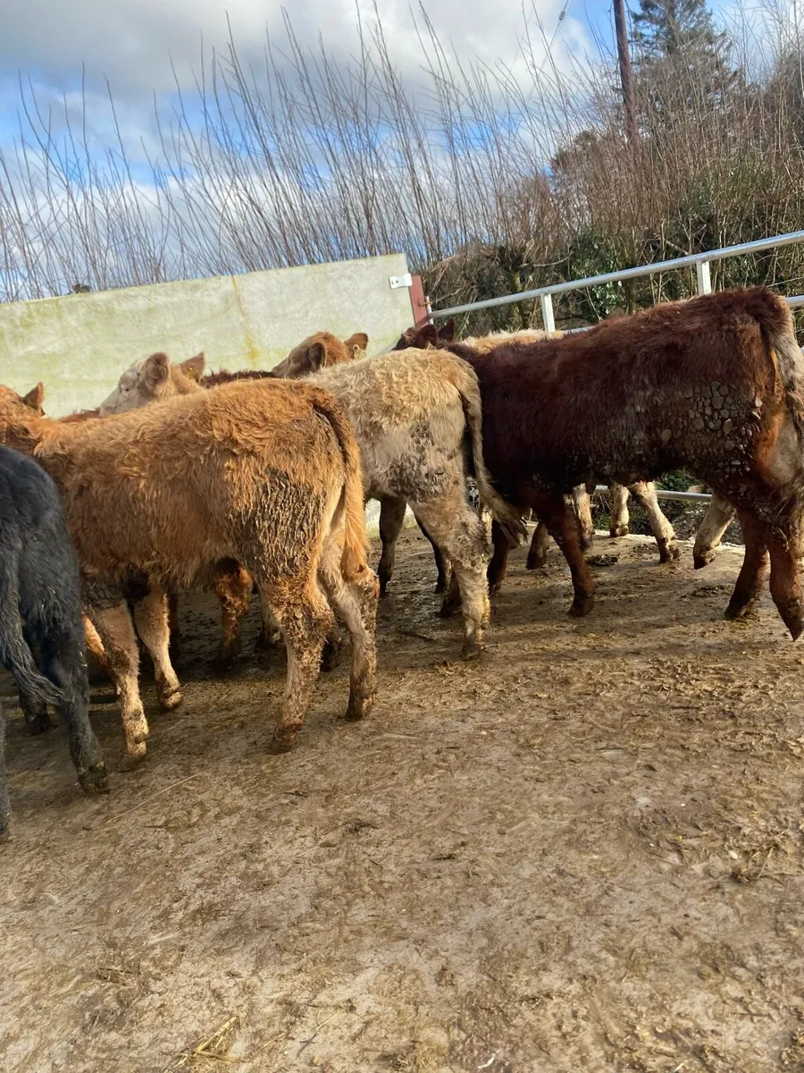 11 super suckler bred heifer weanlings - Image 1