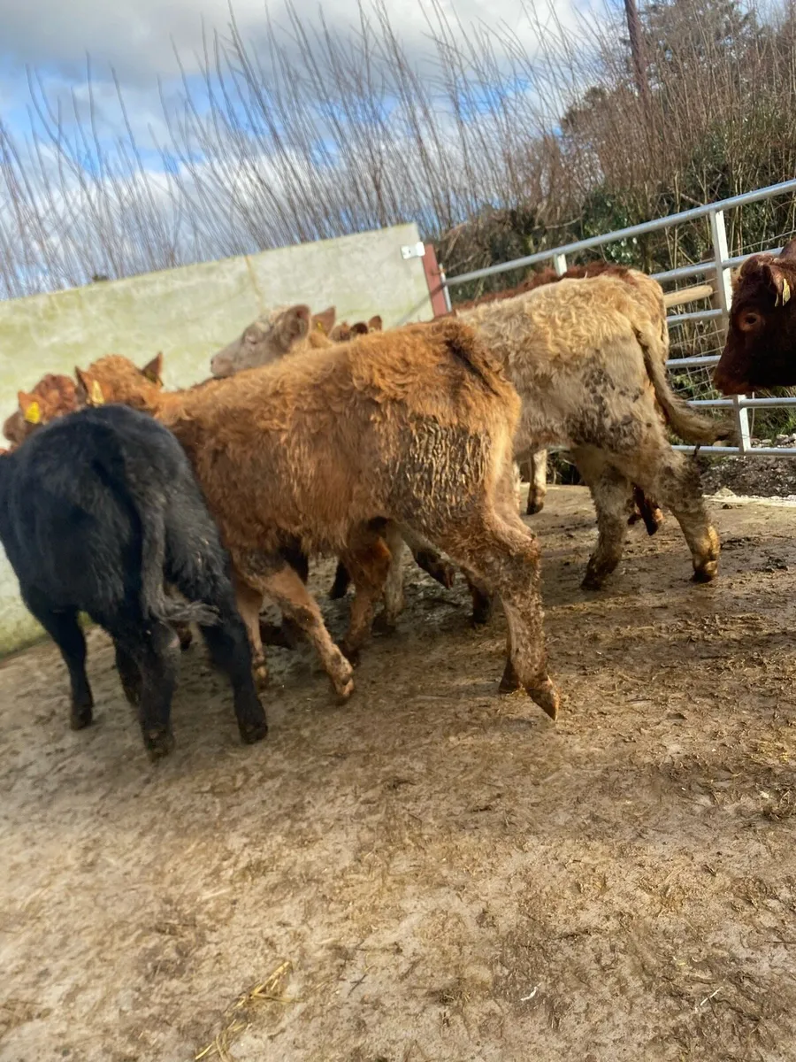 11 super suckler bred heifer weanlings - Image 2