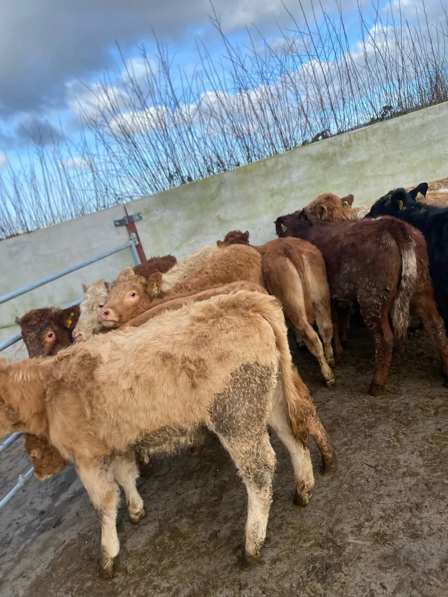 11 super suckler bred heifer weanlings - Image 3