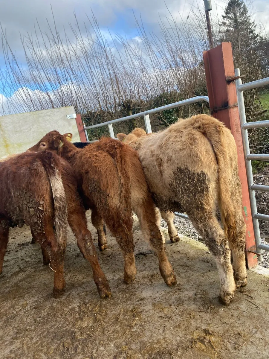 11 super suckler bred heifer weanlings - Image 4