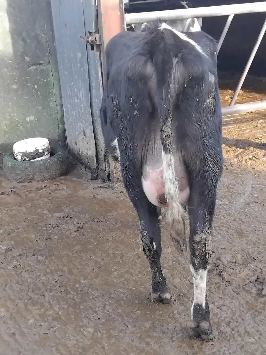 2 fresh calfed heifers - Image 1