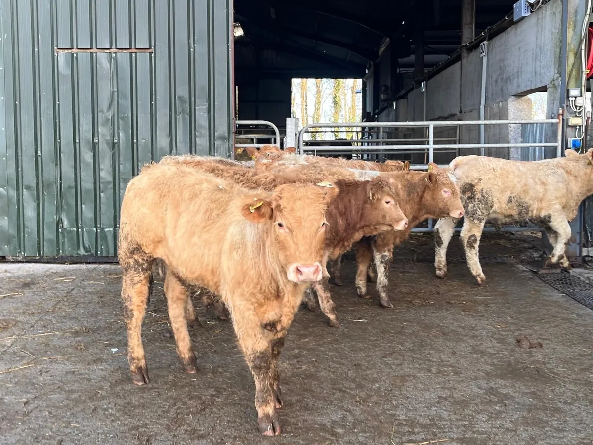 7 super orange charlaois 350 kg bullocks - Image 1