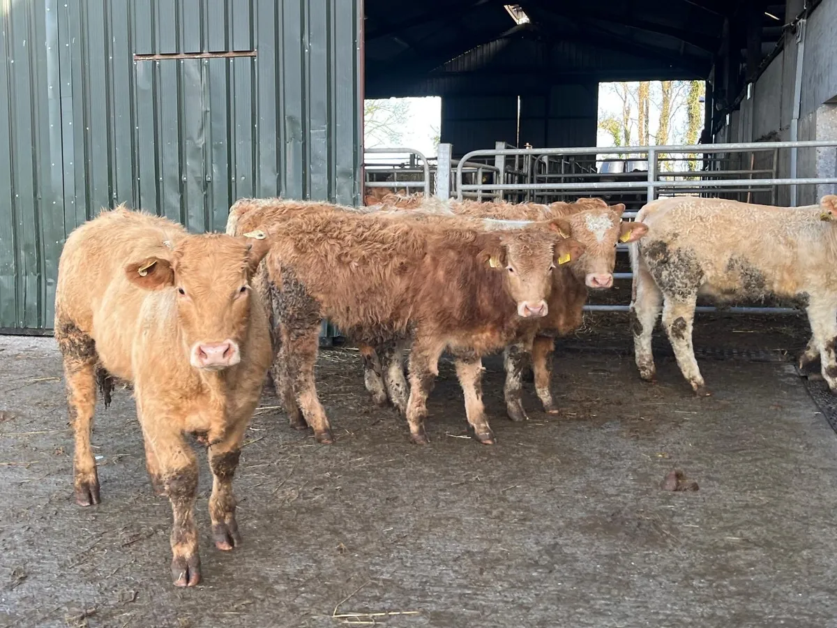 7 super orange charlaois 350 kg bullocks - Image 3