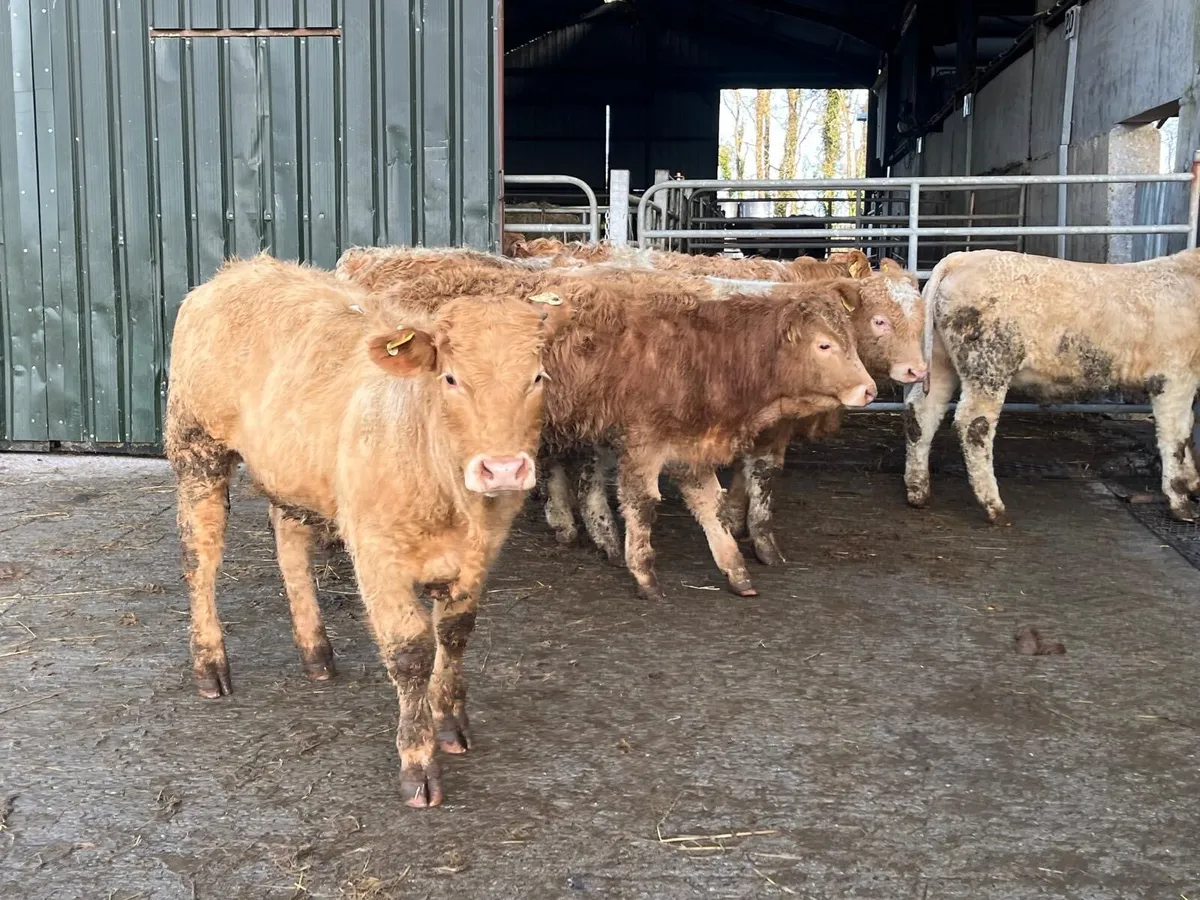7 super orange charlaois 350 kg bullocks - Image 4
