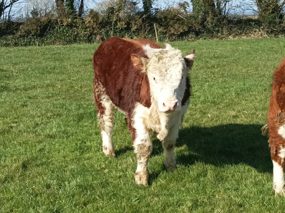 Pedigree Hereford bull - Image 1