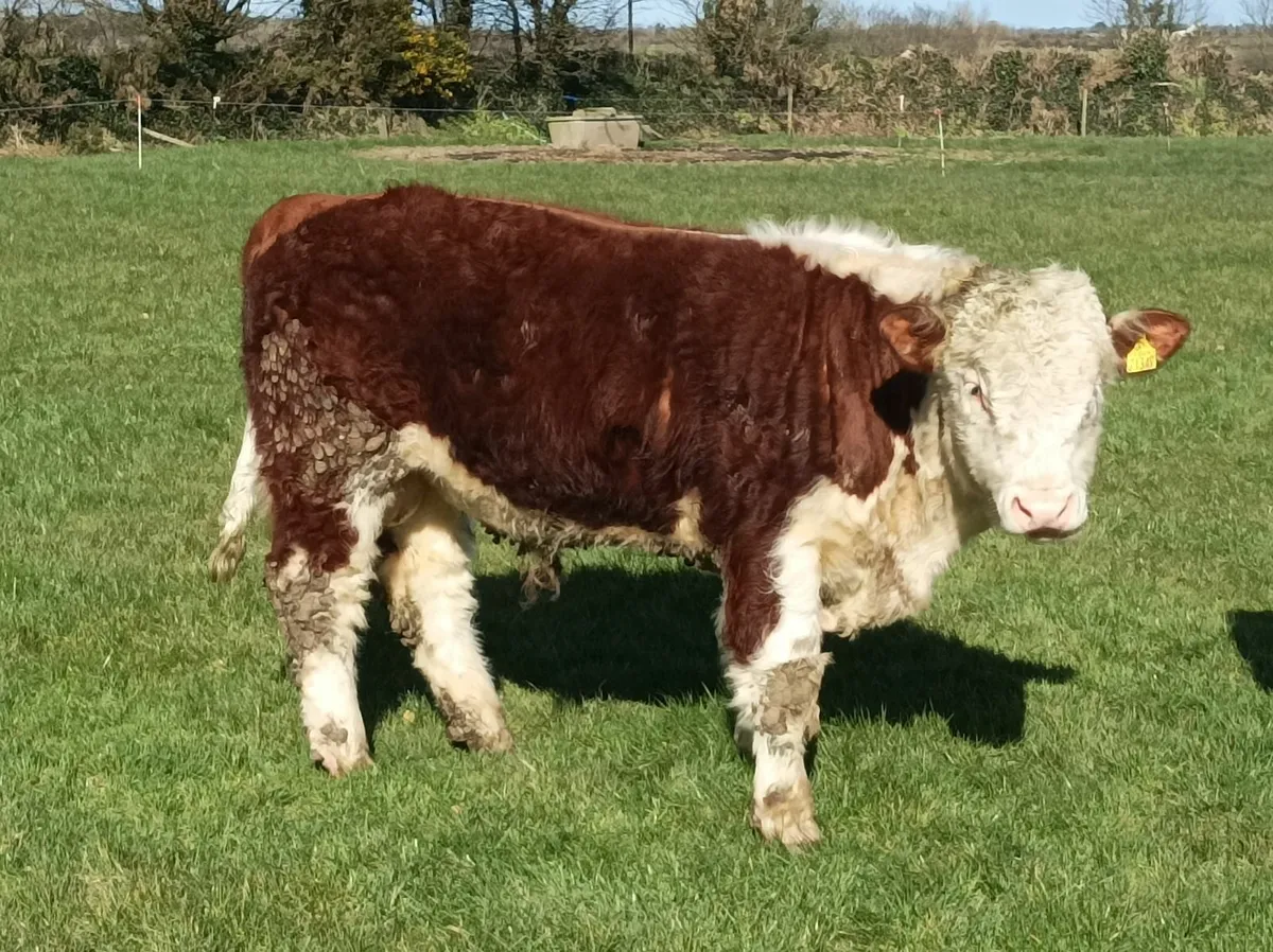 Pedigree Hereford bull - Image 2