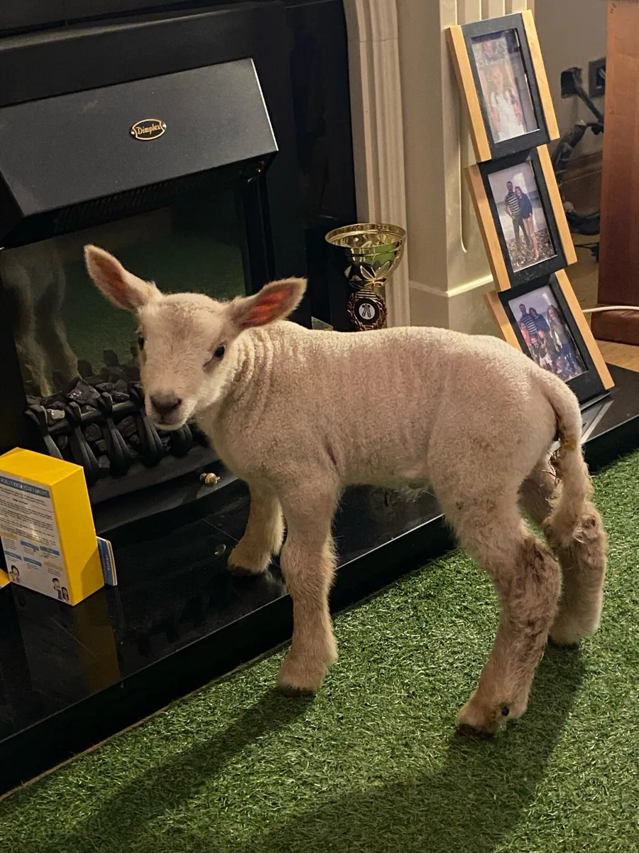 PEDIGREE CHAROLLAIS PET FOSTER EWE LAMB - Image 2