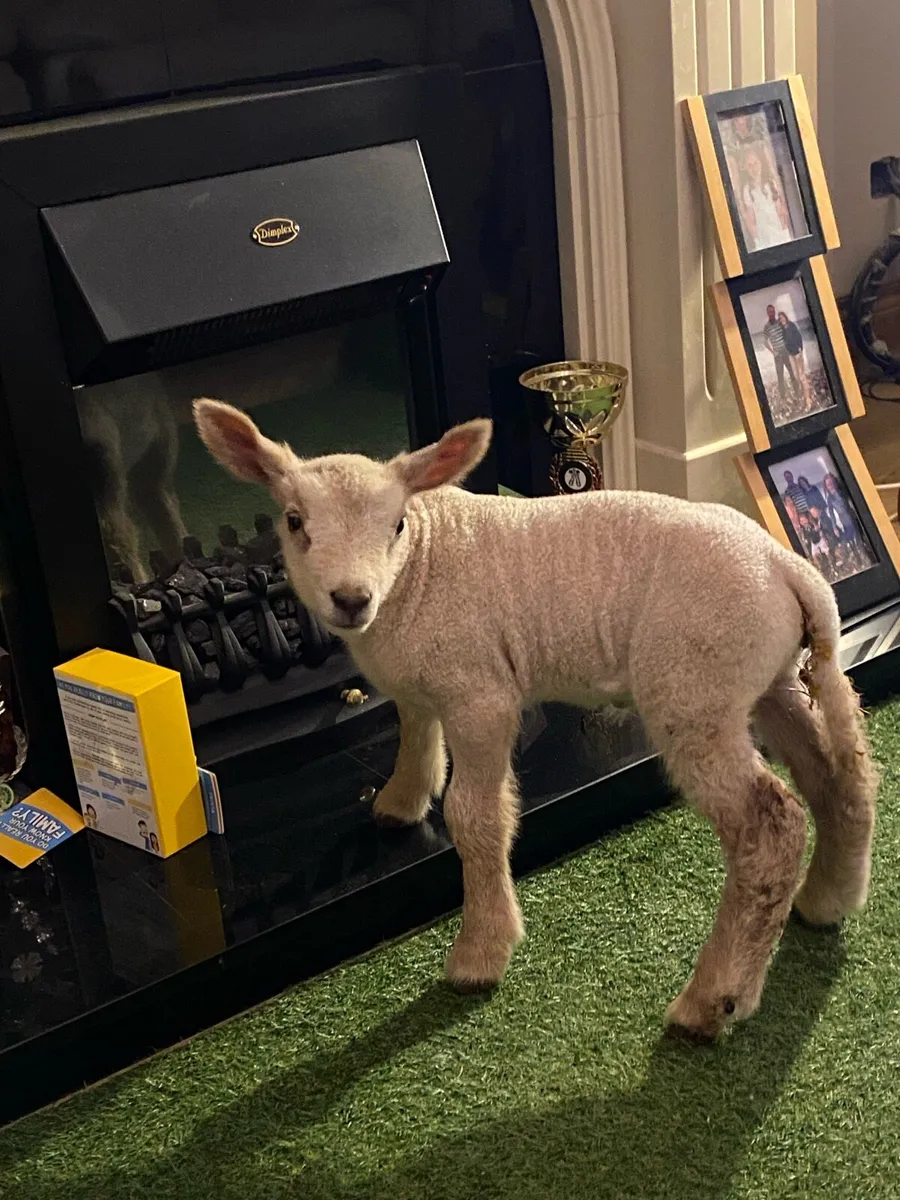 PEDIGREE CHAROLLAIS PET FOSTER EWE LAMB - Image 3