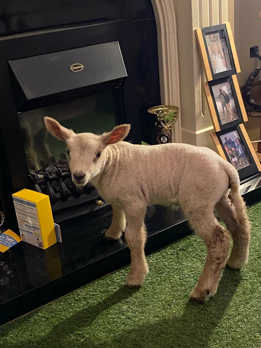 PEDIGREE CHAROLLAIS PET FOSTER EWE LAMB - Image 1