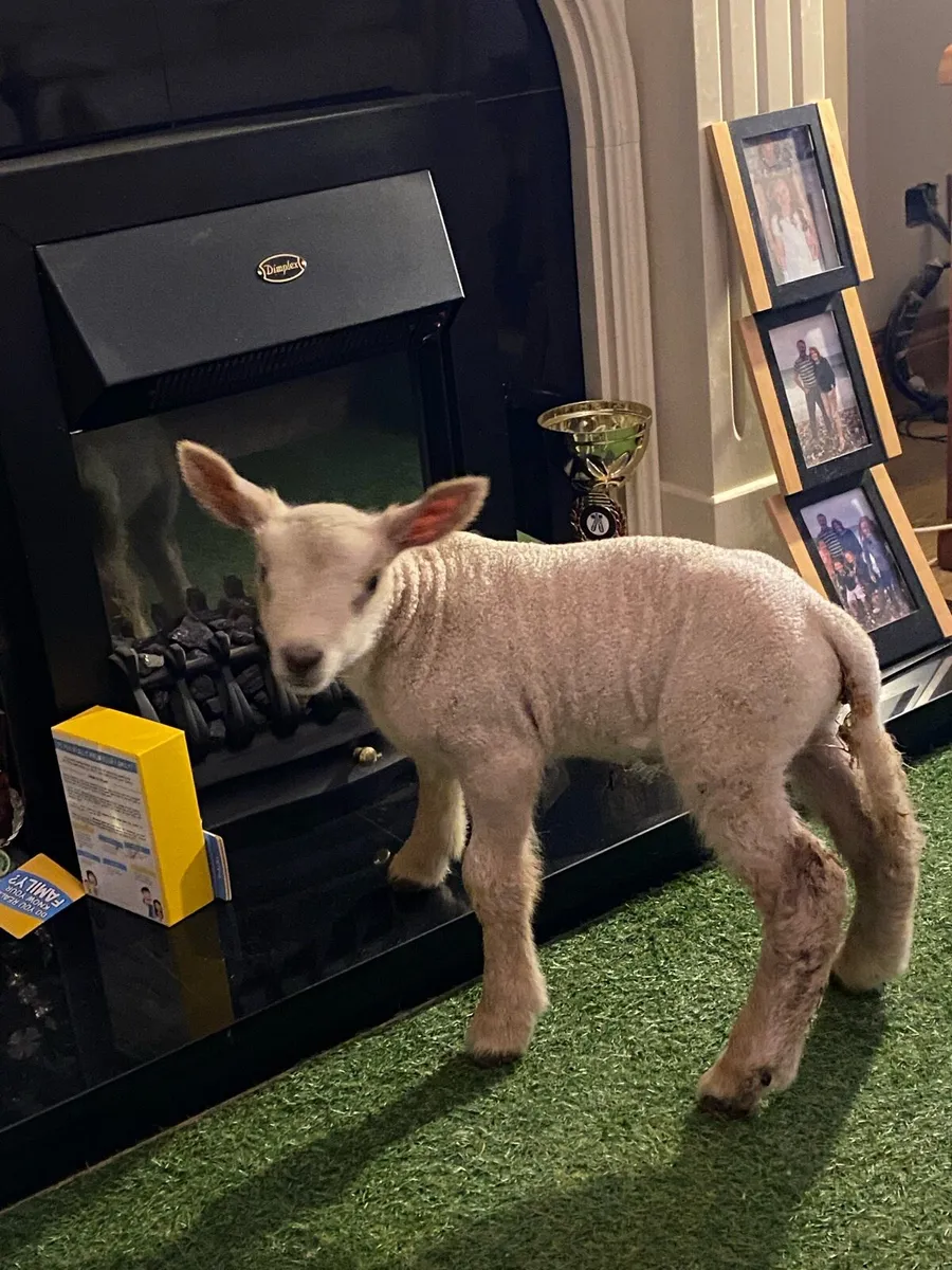 PEDIGREE CHAROLLAIS PET FOSTER EWE LAMB - Image 4