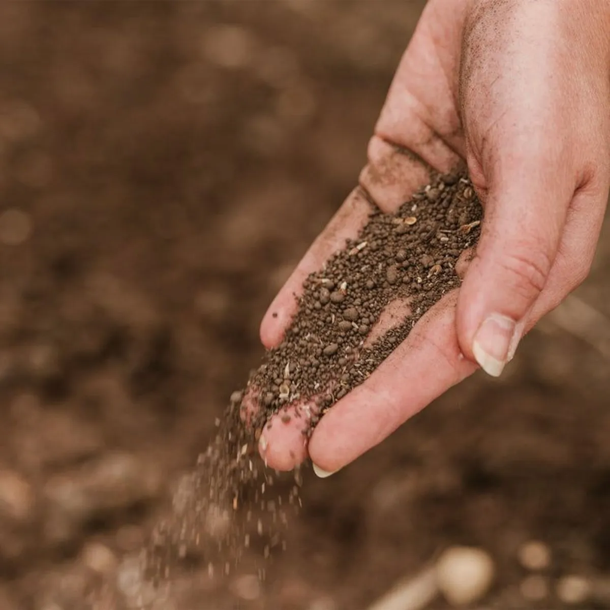 Nature’s Haven Easy Wildflowers Shady Mix - Image 3