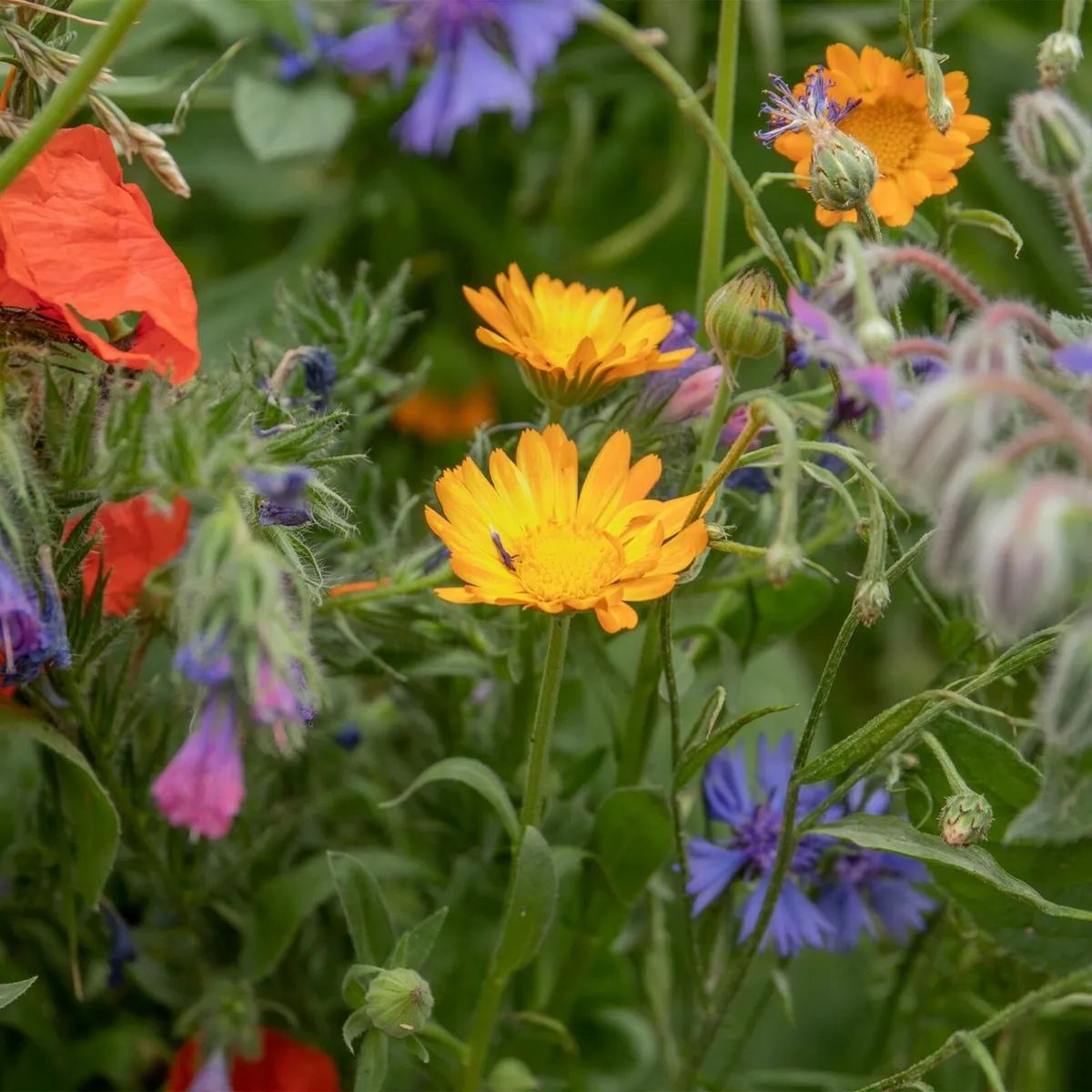 Natures Haven Easy Wildflowers 4kg - Image 4