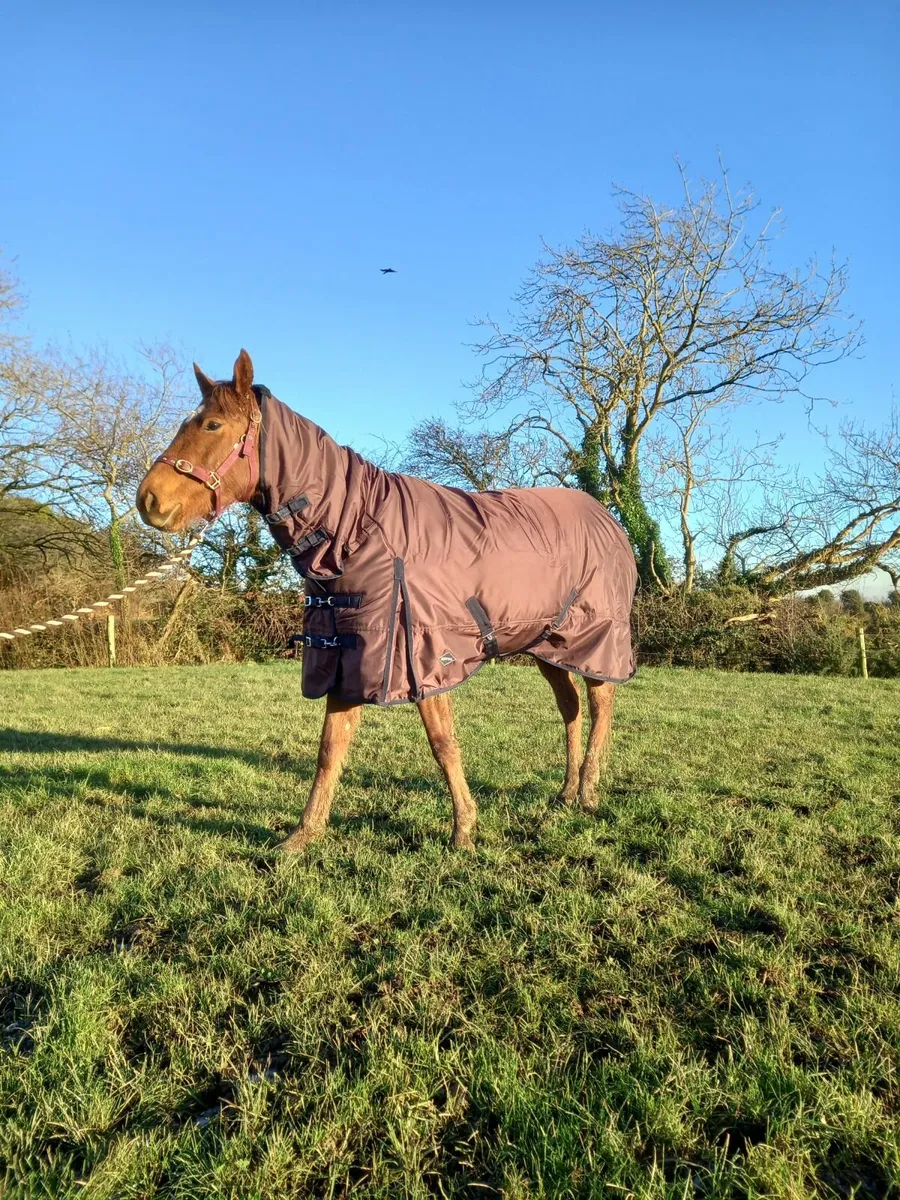 Horse Rugs - Delivery Nationwide - Image 1