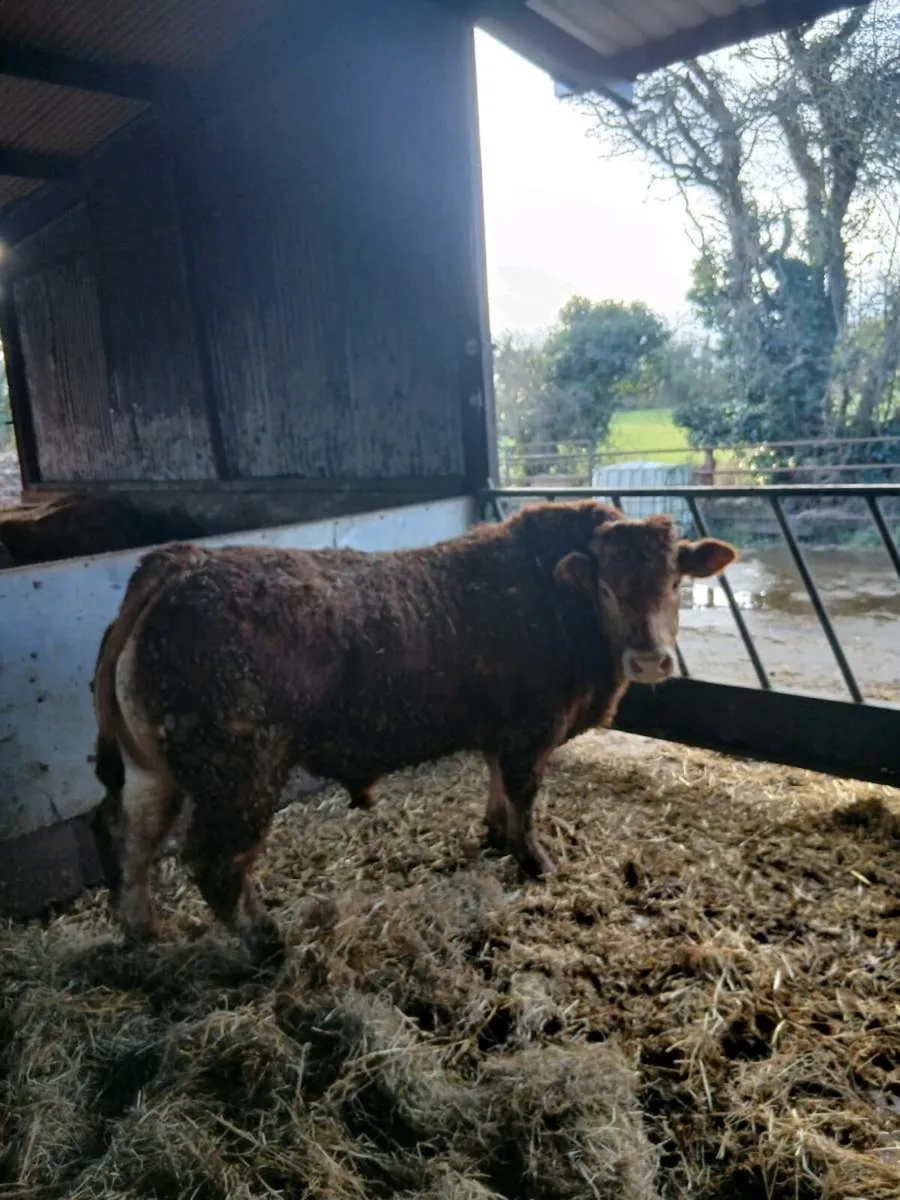 Limousin Bulls - Image 2