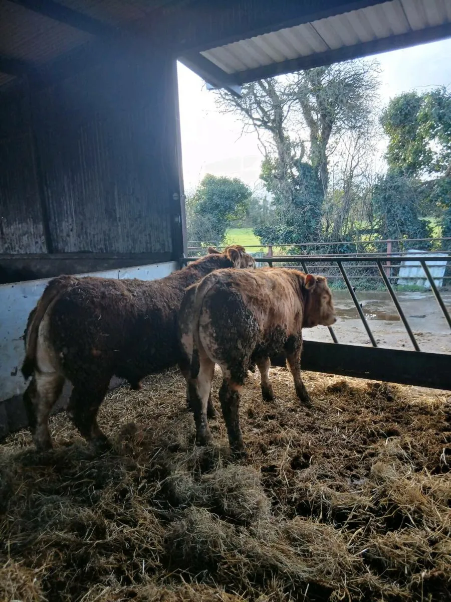 Limousin Bulls - Image 3