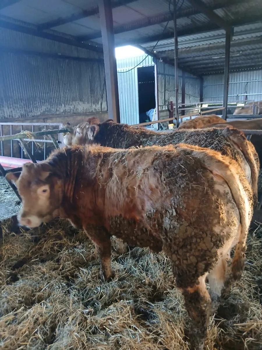 Limousin Bulls - Image 4