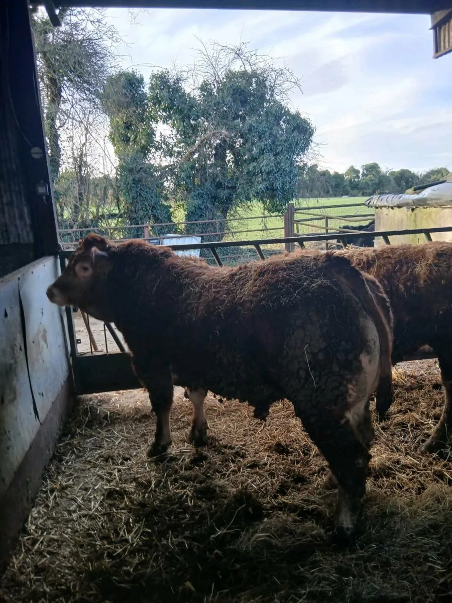 Limousin Bulls - Image 1