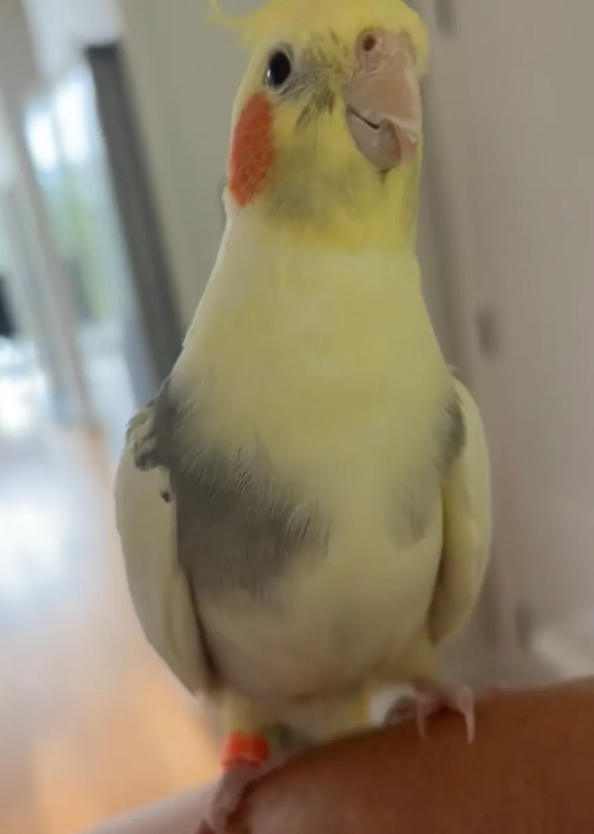 Cockatiel bird (hand tamed) - Image 2