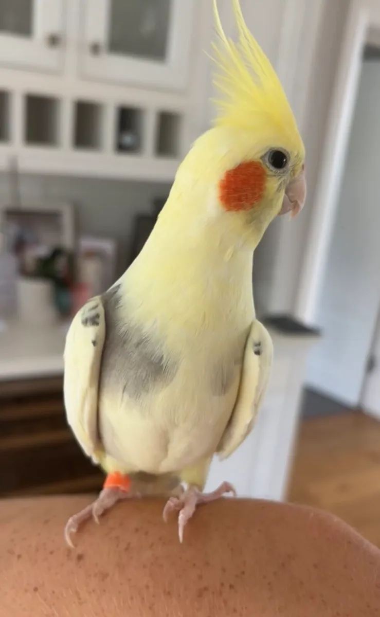Cockatiel bird (hand tamed) - Image 3