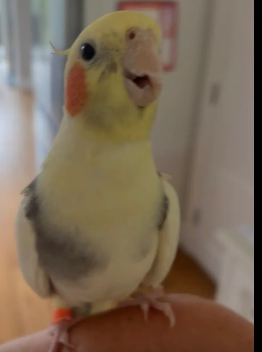 Cockatiel bird (hand tamed) - Image 1