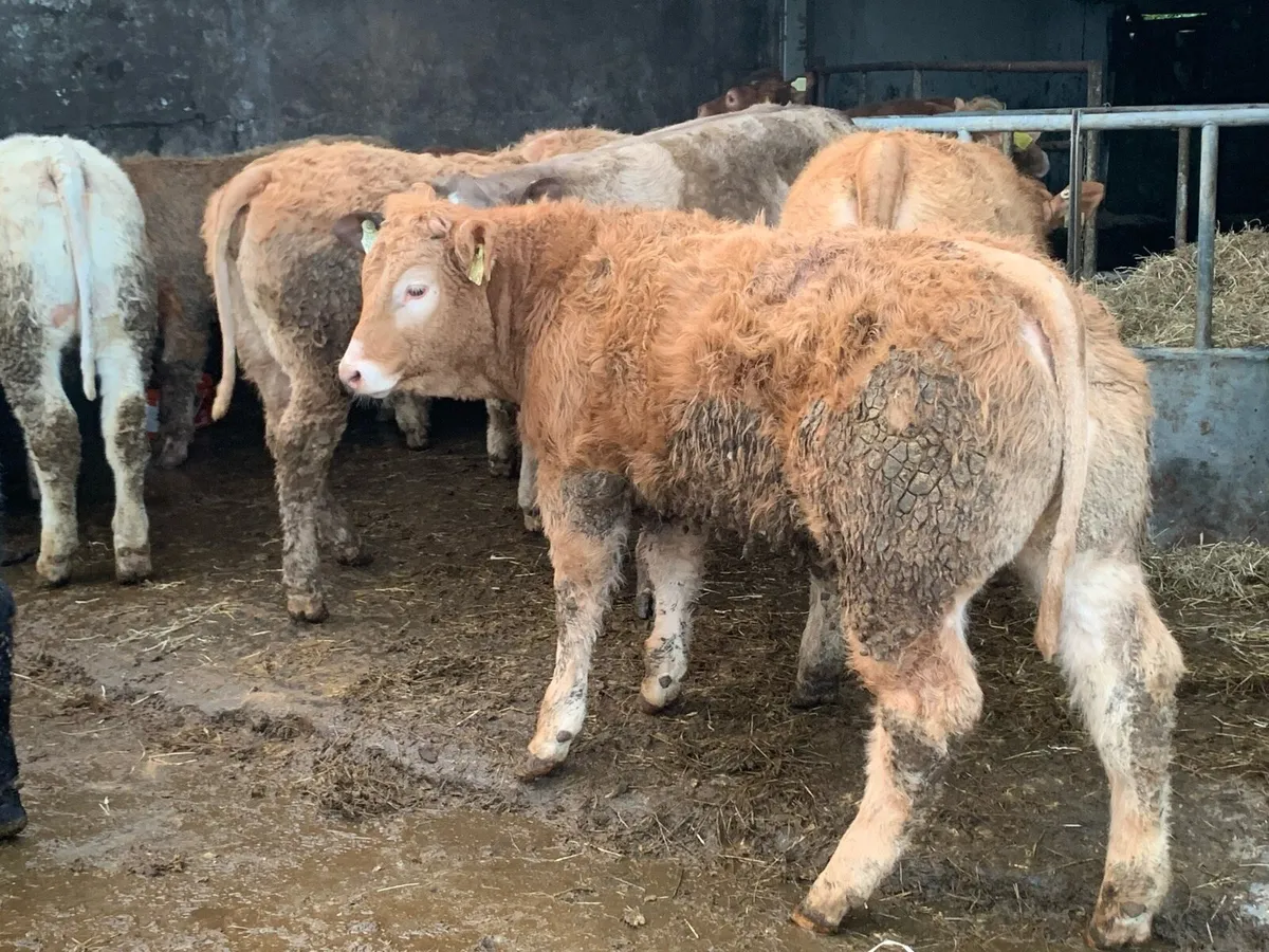 16 u grade heifers - Image 2