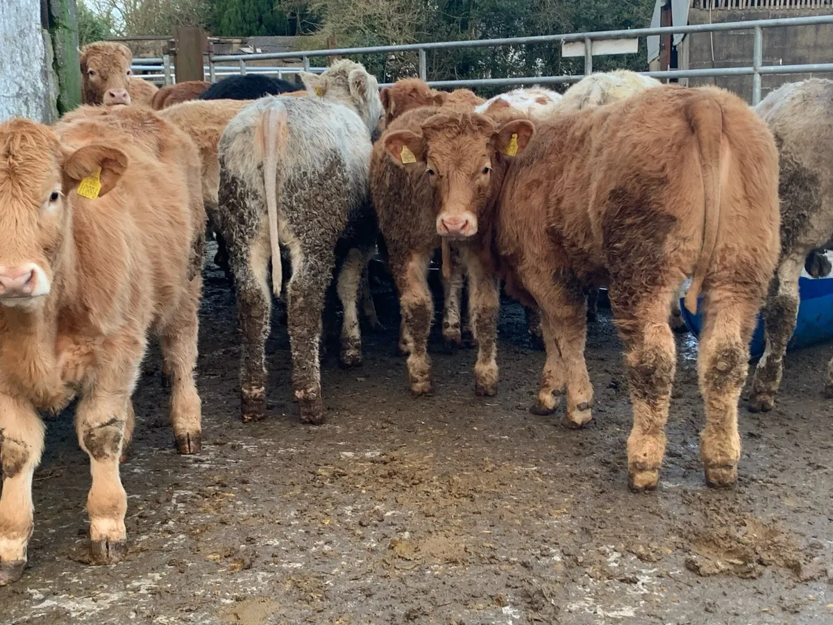 16 u grade heifers - Image 3