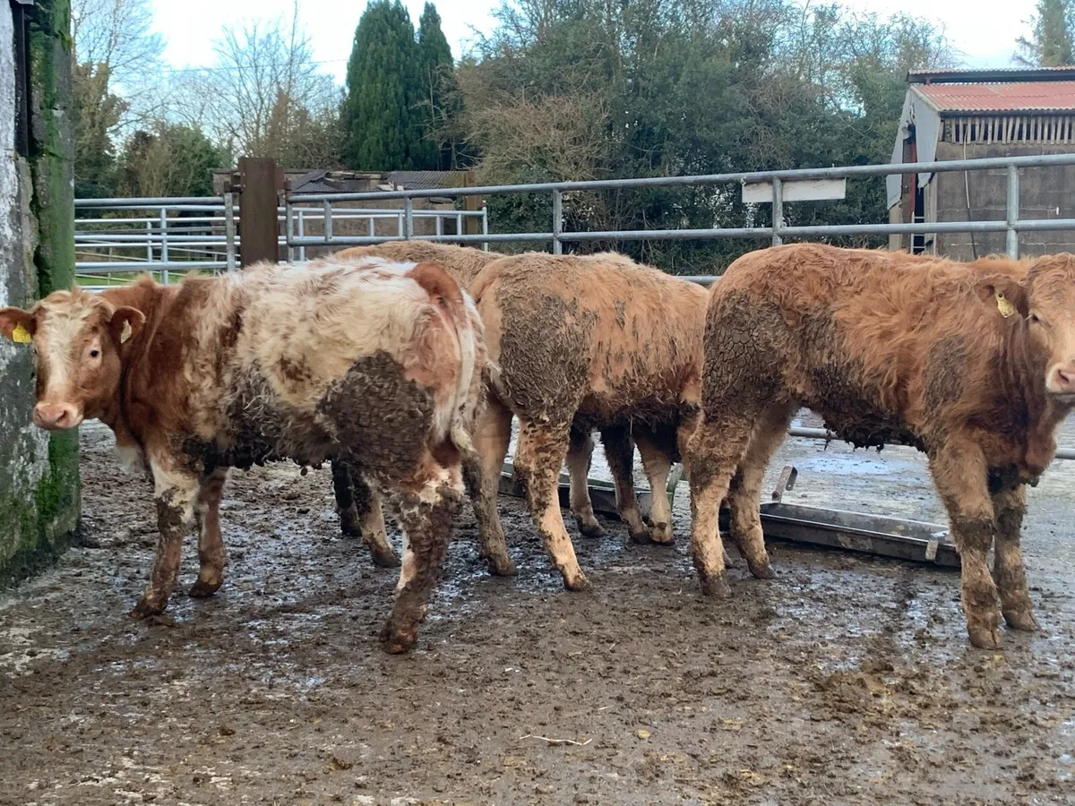 16 u grade heifers - Image 4