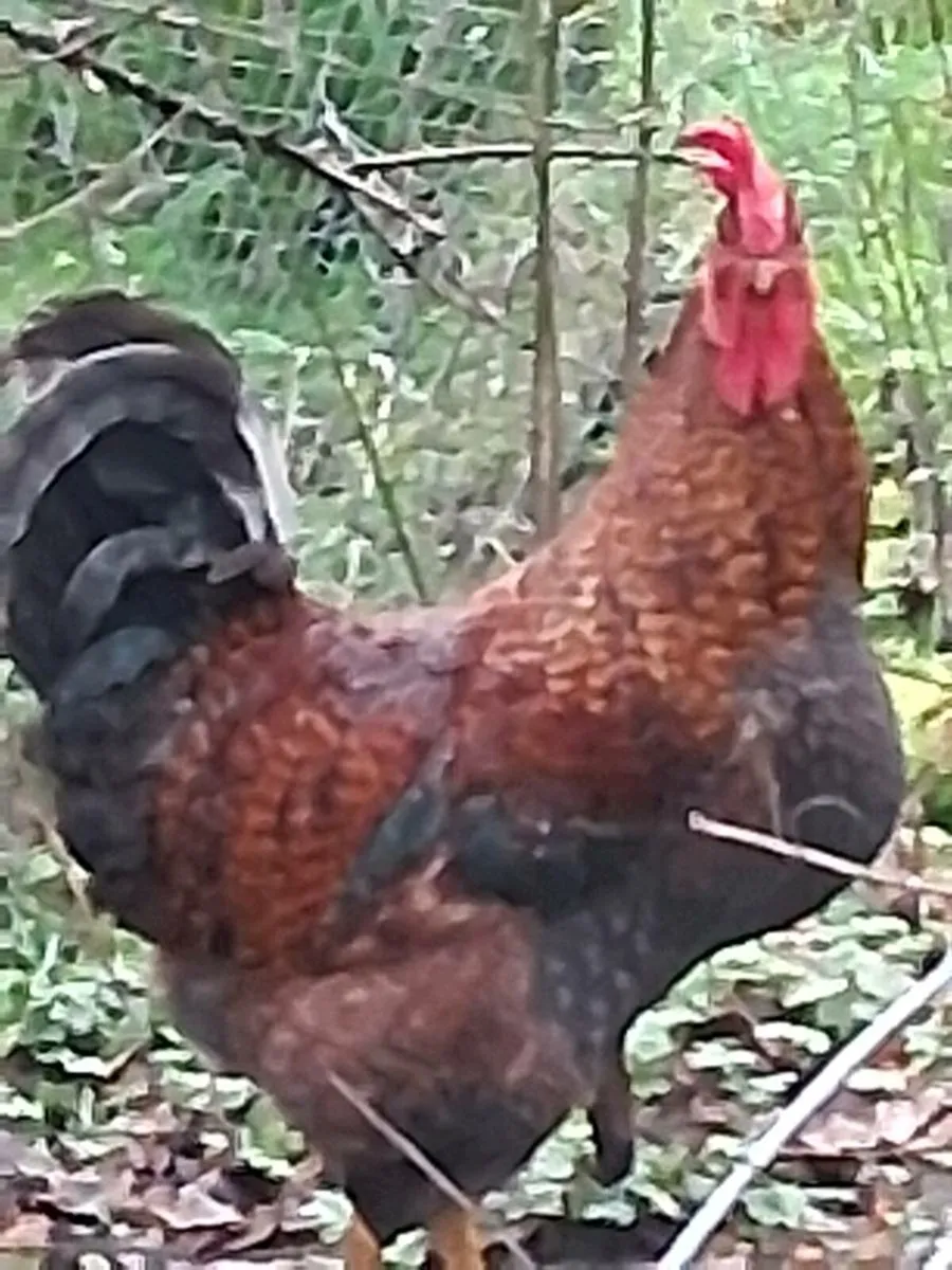 Fiesta roosters - Image 2