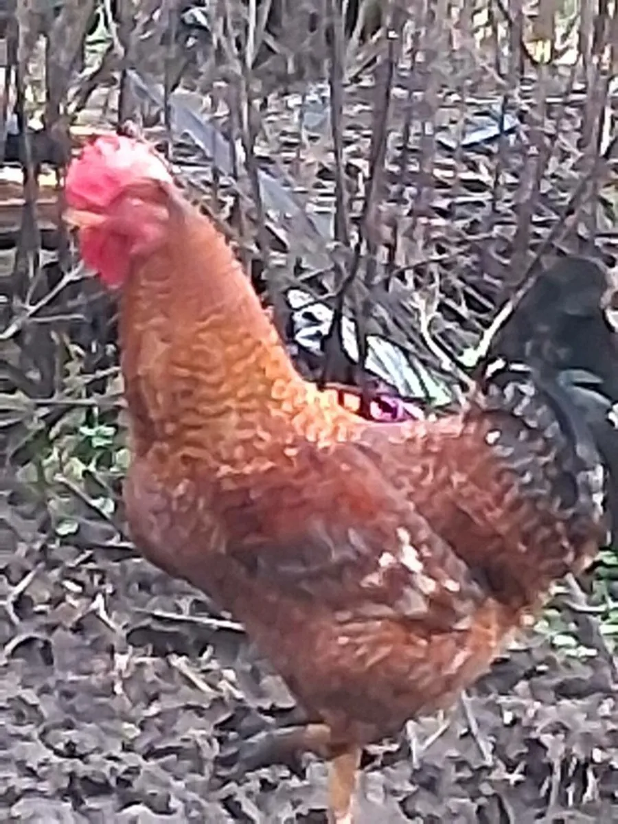 Fiesta roosters - Image 1