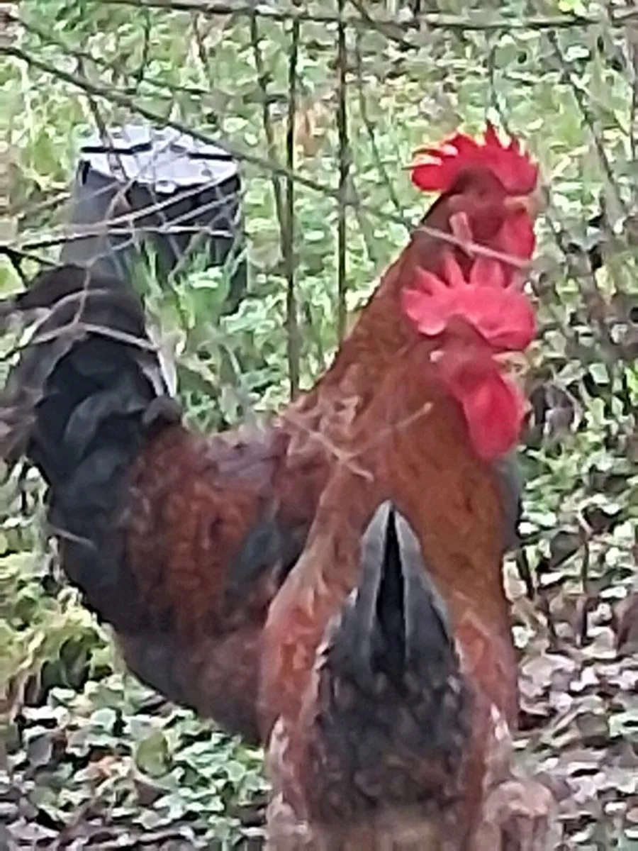 Fiesta roosters - Image 3