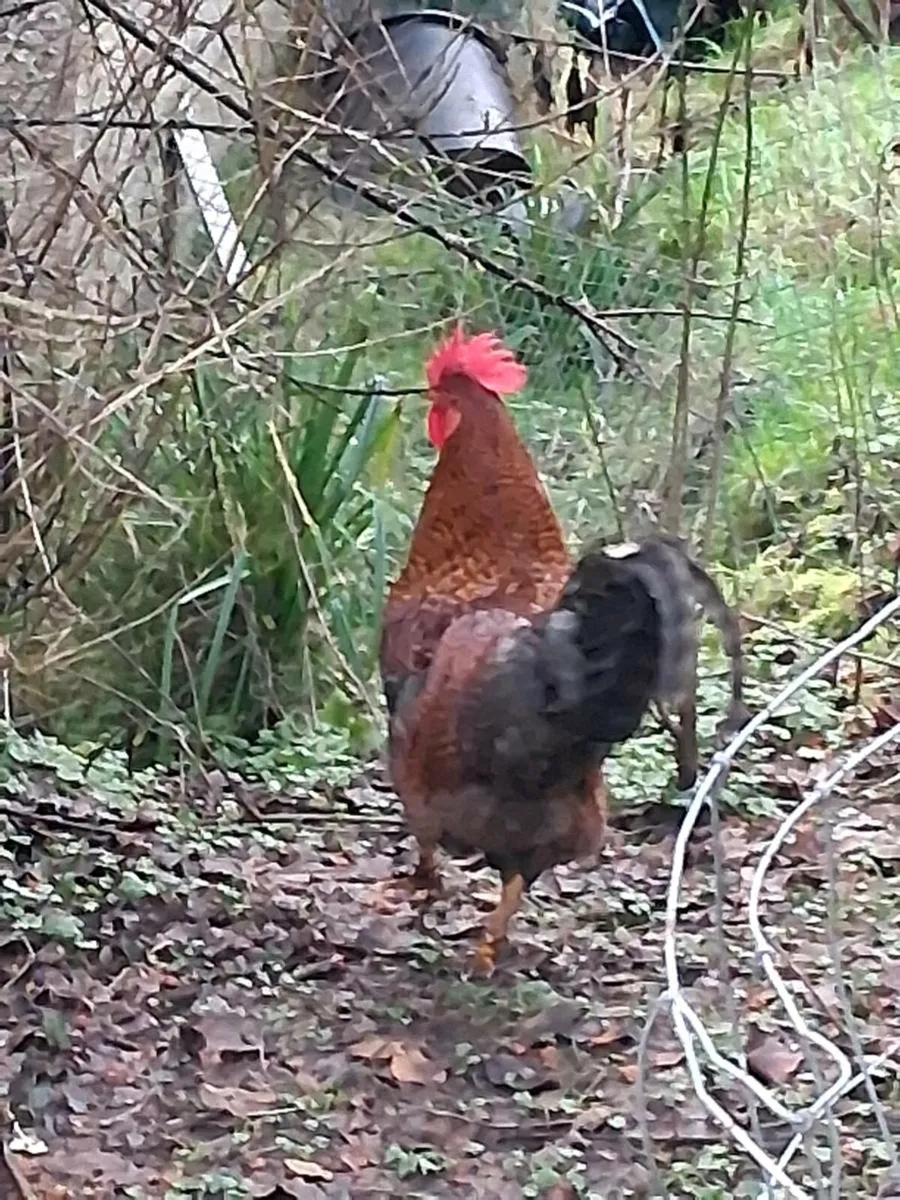 Fiesta roosters - Image 4