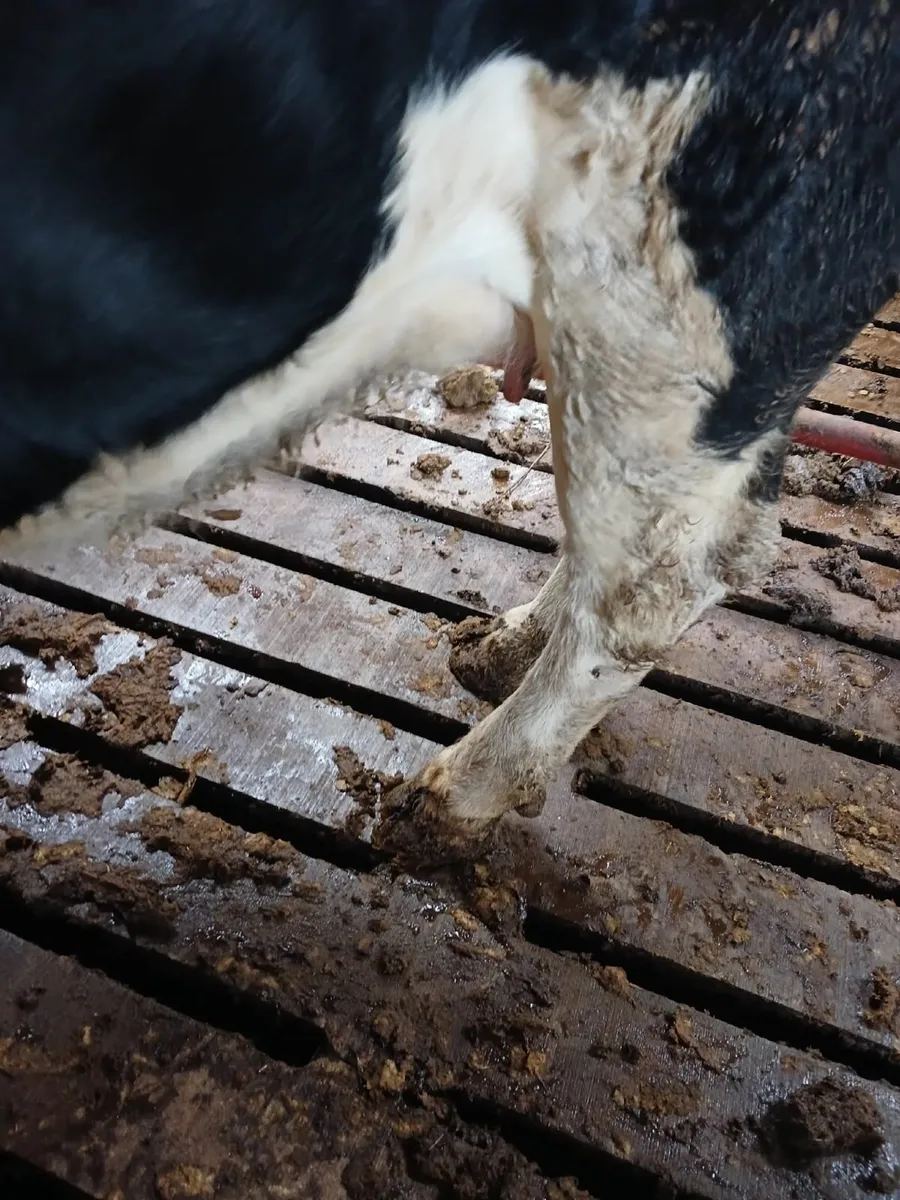 Incalf heifers - Image 2