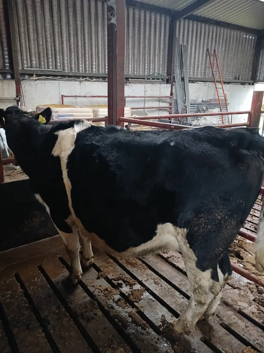 Incalf heifers - Image 1