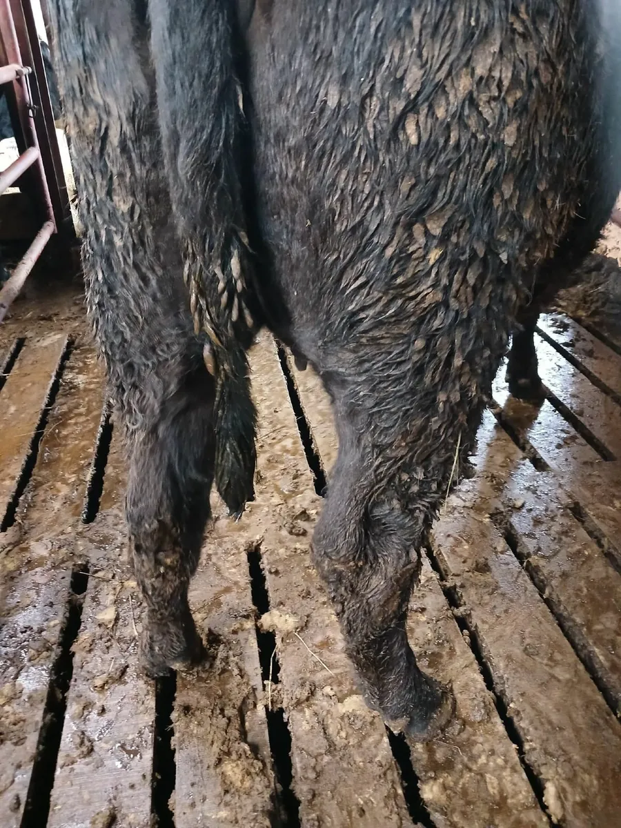 Incalf heifers - Image 3