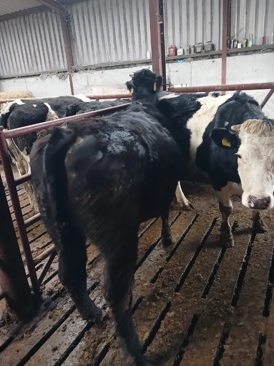 Incalf heifers - Image 4